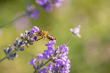 Honey bee is passing from one lavender flower to another closeup.  Horizontally. 