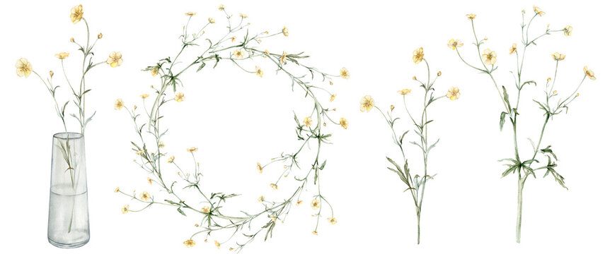 Set of meadow buttercup known as Ranunculus acris, spearworts or water crowfoots. Wreath of yellow flower, glass vasa. Watercolor clipart hand drawn painting illustration isolated on white background.