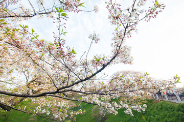 Pink sakura blossom flower sunset light outdoor park