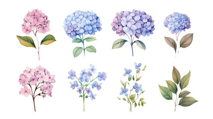 hand drawn hydrangeas flowers isolated