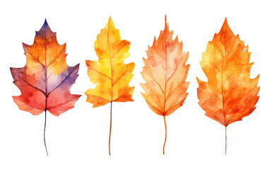 watercolor set vector illustration autumn leaf elements isolated on white background
