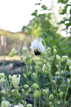 bee on a flower