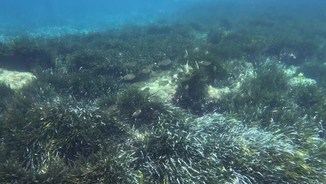 underwater footage of the crystal clear Caribbean sea of Calabria with its fish and seabed with poseidonia