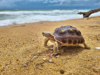 Sukata tortoise walking on the beach by the sea