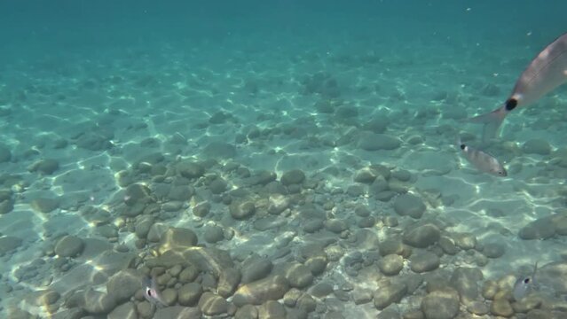 underwater footage of the crystal clear Caribbean sea of Calabria with its fish and seabed with poseidonia