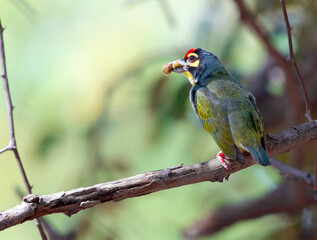Coppersmith Barbet 