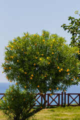 Tevetia ( Latin Thevetia ) is a genus of flowering plants in the Kutrovye family ( Apocynaceae ). Yellow oleander in bloom