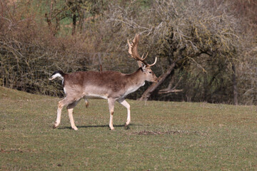 Deer at the edge of the forest