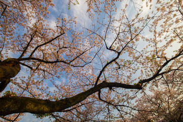 Pink sakura blossom flower sunset light outdoor park