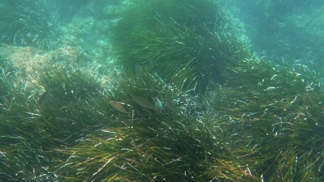 underwater footage of the crystal clear Caribbean sea of Calabria with its fish and seabed with poseidonia