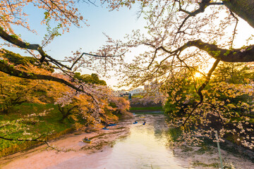 Fototapeta na wymiar Pink sakura blossom flower sunset light outdoor park