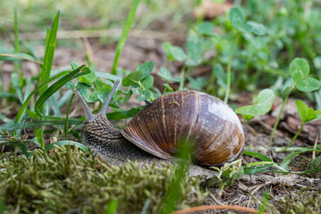 Weinbergschnecke am Wegesrand,