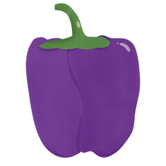 purple bell pepper, hand drawn, transparency illustration.