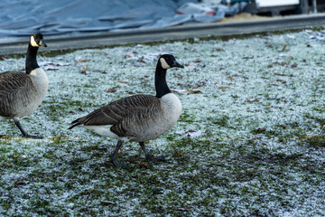 Canadian goose on grass field with snow