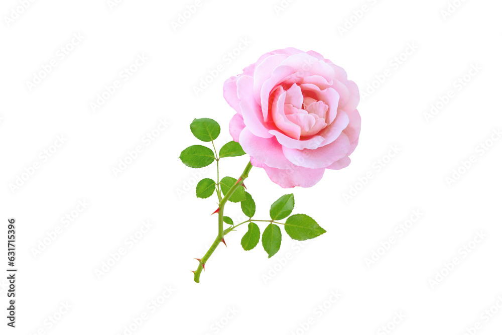 Wall mural Pink rose flower and leaves isolated transparent png. Hybrid tea rose flowerhead. - Wall murals