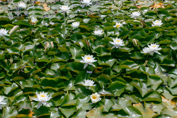 Fragrant white water lily nymphaea odorata aquatic plants