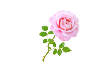 Pink rose flower and leaves isolated transparent png. Hybrid tea rose flowerhead.