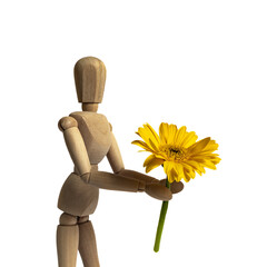Eine Holzgliederpuppe hält eine gelbe Gerbera Blume in den Händen, weißer Hintergrund, 1:1,...