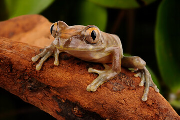 Millson's Tree Frog, Niger forest treefrog // Brauner Waldsteiger (Leptopelis millsoni) 