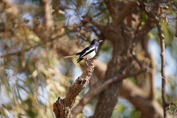 Black bird on the wooden branch