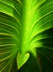 Close up of a green Arum lily leaf in sunlight