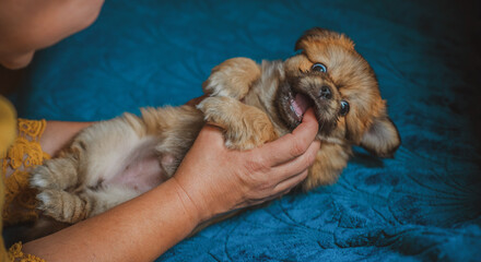 Best human friend. Illustration of pet lifestyle. Pieces of life little puppy, adoption animals concept.