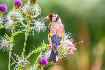 European goldfinch, feeding on the seeds of thistles. Carduelis carduelis.