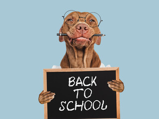 Back to school. Cute puppy and blackboard with inscription. Close-up, isolated background. Studio...