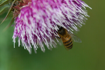 Abeille butinant un chardon