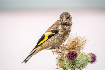 European goldfinch with juvenile plumage, feeding on the seeds of thistles. Carduelis carduelis.