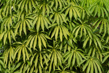 Nature green leafs background and texture.