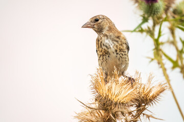 European goldfinch with juvenile plumage, feeding on the seeds of thistles. Carduelis carduelis.