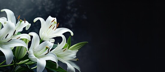 A banner with a dark background and white lily flowers. mourning is depicted through the imagery. Remembering and mourning are emphasized. The photo has a close-up, side view with selective focus - obrazy, fototapety, plakaty