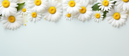 Fototapeta na wymiar Spring or summer-themed image with room for text. The background consists of daisies, a white flower with a yellow center, arranged in a flat lay format, captured from a top-down perspective. empty
