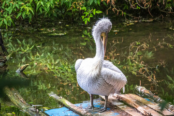 One pelican stands on the shore of the pond at the zoo. Green water in the pond. Close-up