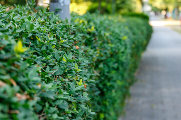 Selective focus view of hedges along sidewalk