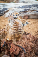 A group of cute meerkats. Meerkat Family are sunbathing.