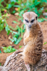 Meerkat, Suricata suricatta, on hind legs. Portrait of meerkat standing on hind legs with alert expression. Portrait of a funny meerkat sitting on its hind legs.