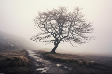 tree in the fog, aesthetic look