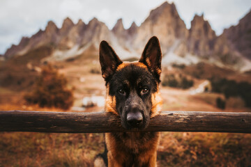 portrait of german shepherd with the muzzle on a pole, mountains on the background