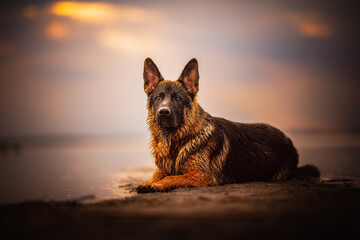 Fototapeta na wymiar German shepherd at the beach at the sunset, nature, golden hour, summer vacation