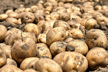 Potatoes harvested in the field.