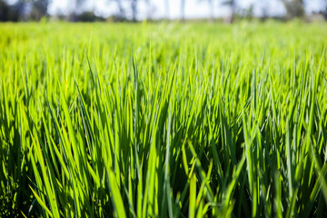 Rice field of Vegas Altas del Guadiana, Badajoz, Spain