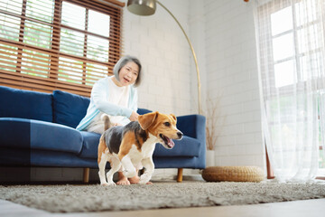 Happy asian senior woman retirement enjoying her dog pet running in the home, Friendship pet and...