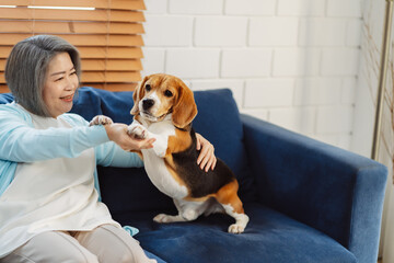 Happy asian senior woman retirement enjoying her dog pet in the home, Friendship pet and human lifestyle concept.