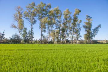 Rice field of Vegas Altas del Guadiana, Badajoz, Spain