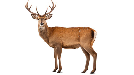 Wild animal deer photo realistic on transparent white background