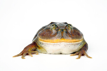 Hippo frog, Budgett's frog // Chaco Pfeiffrosch, Budgett`s Frosch (Lepidobatrachus laevis)