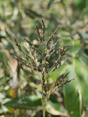 クマイザサの花