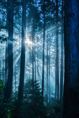 林の中の光芒